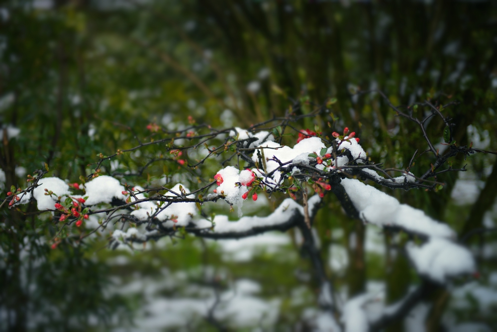 梅花傲雪