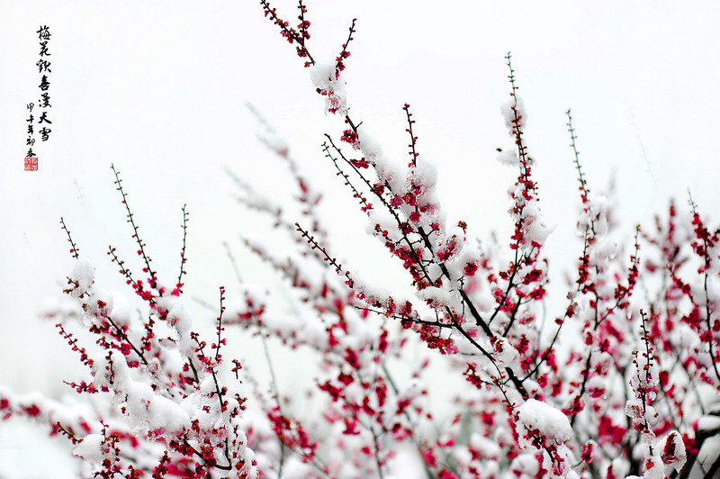 白雪红梅