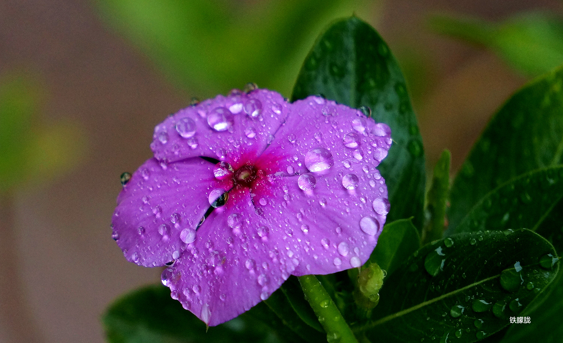 雨中的花仙子