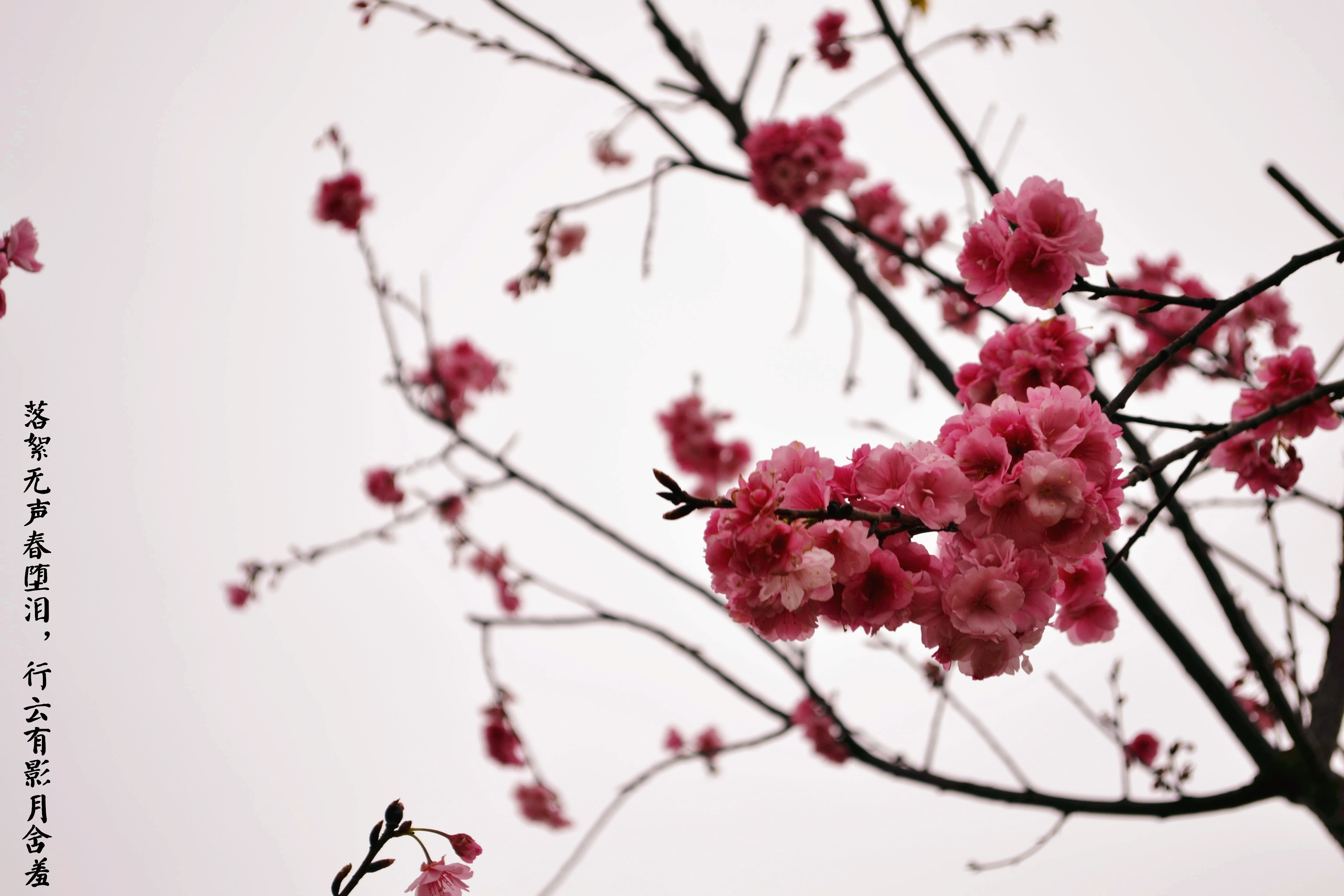 花开花落花满天