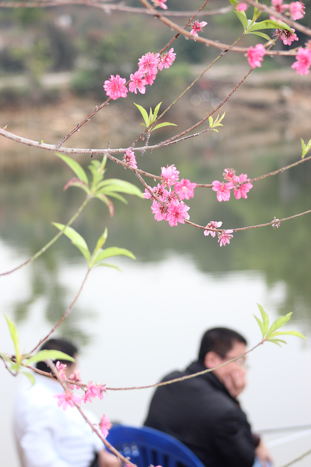 桃花下的钓鱼人