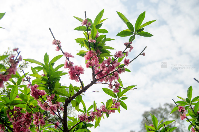 【广州白云山桃花涧摄影图片】广州白云山桃花