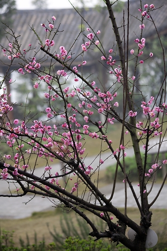 正值桃花盛开时