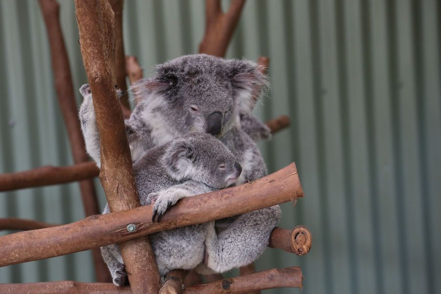 【澳洲动物园随拍摄影图片】澳大利亚生态摄影