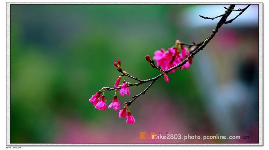 二月樱花_动植物与微距论坛