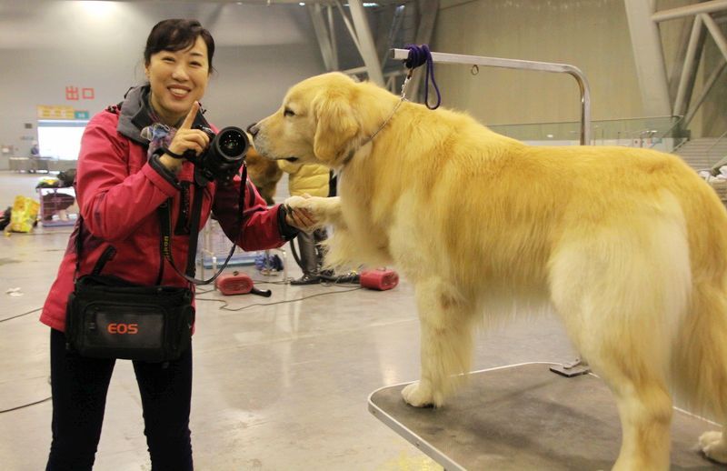 【2014年安徽全犬种国际冠军赛纪实!摄影图片