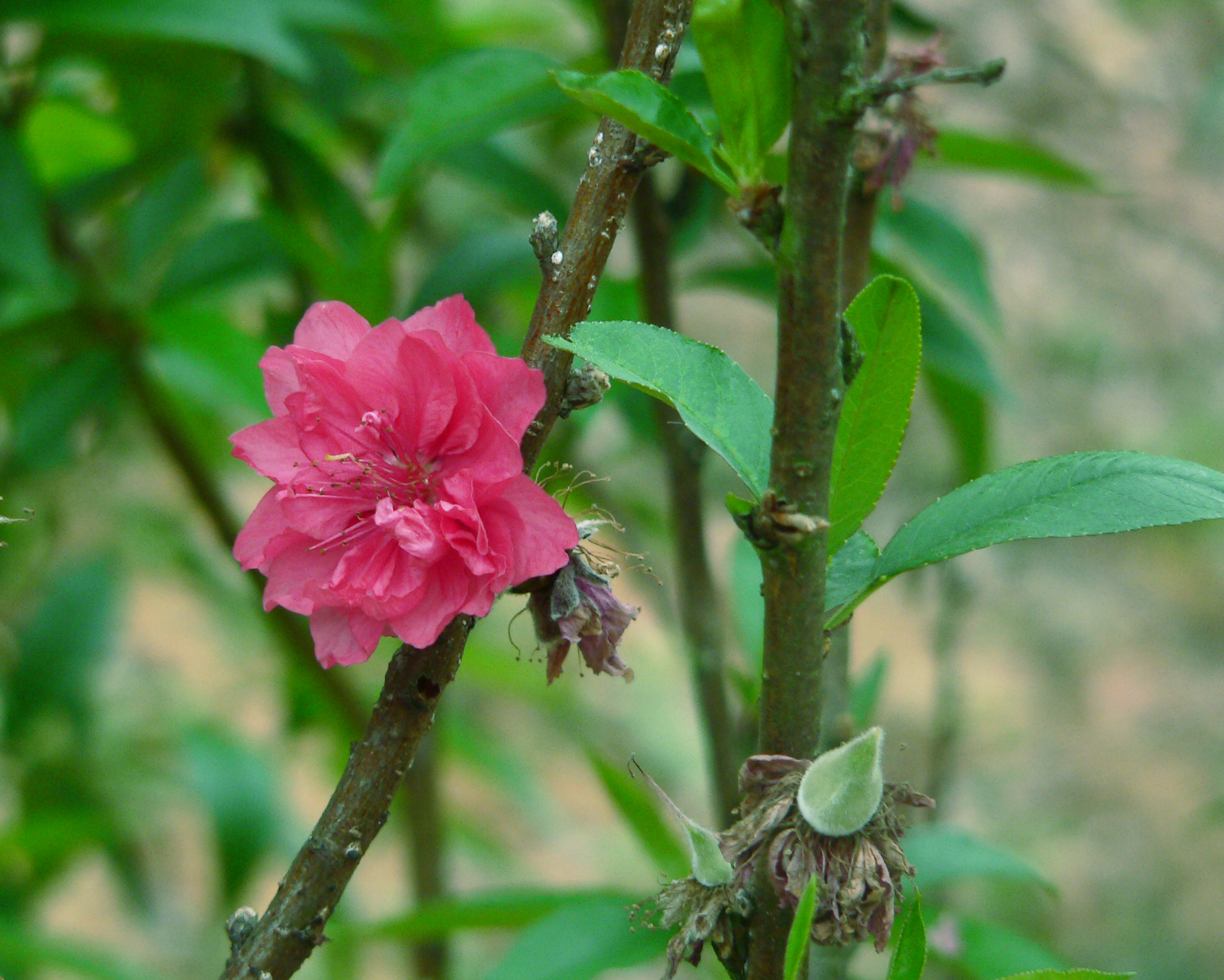 中山市树木园桃花谷