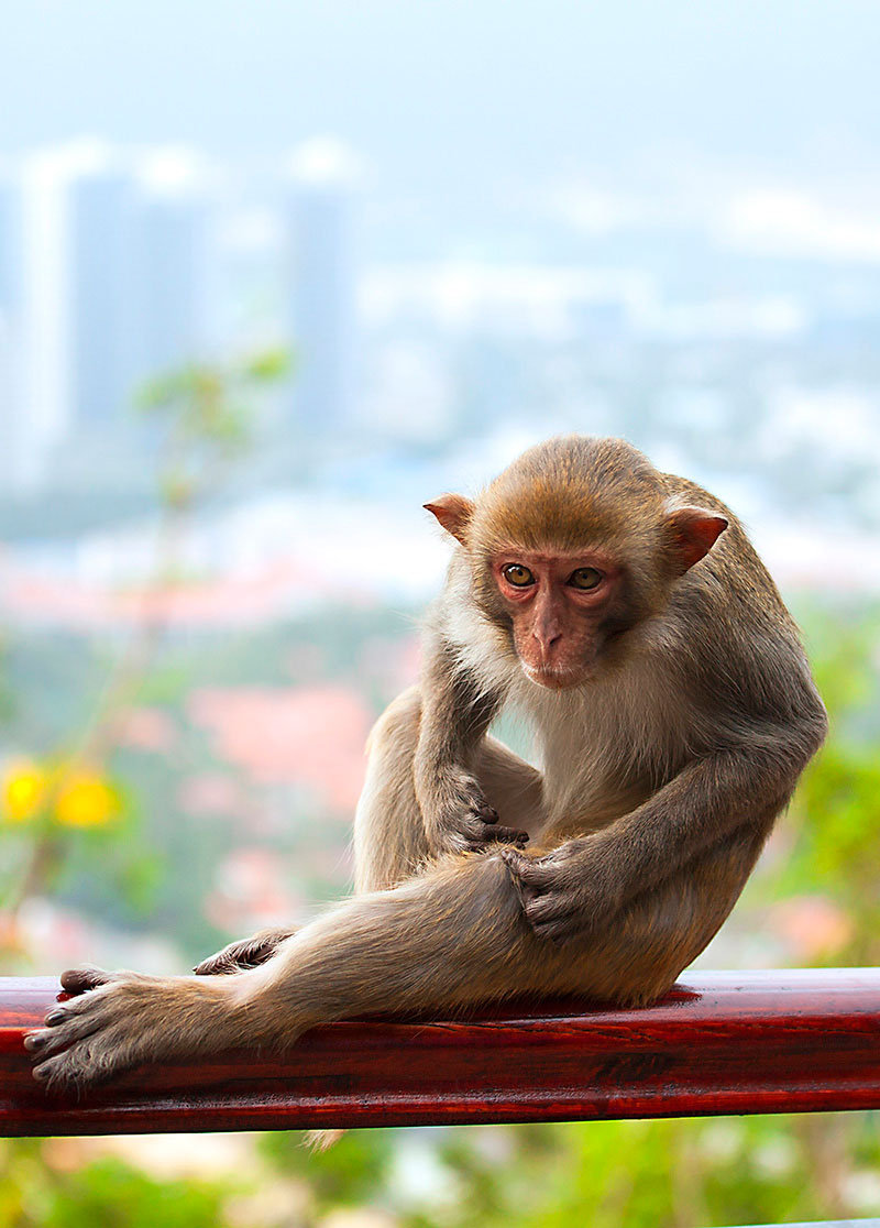 【活泼顽皮的小猴子摄影图片】生态摄影