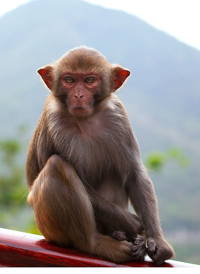 【活泼顽皮的小猴子摄影图片】生态摄影_太平洋电脑网摄影部落