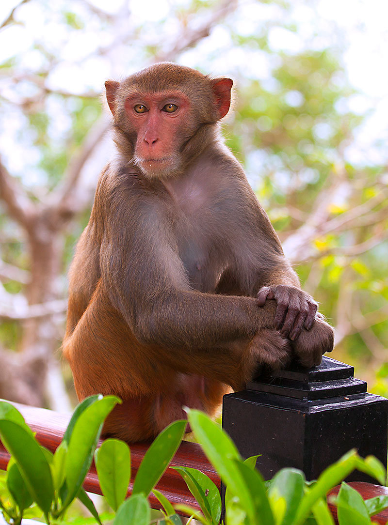 【活泼顽皮的小猴子摄影图片】生态摄影