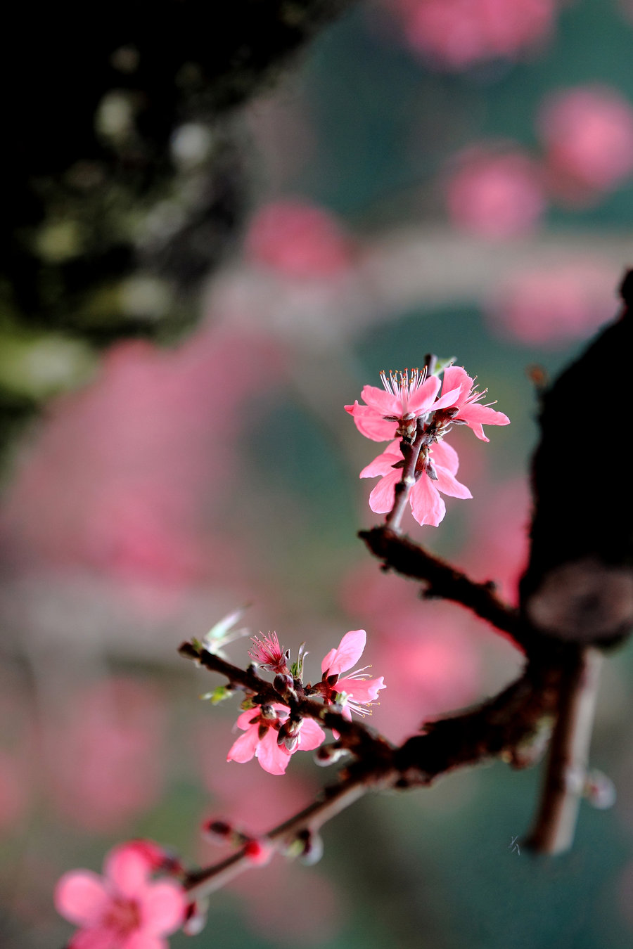 【在那桃花盛开的地方摄影图片】广东连平风光