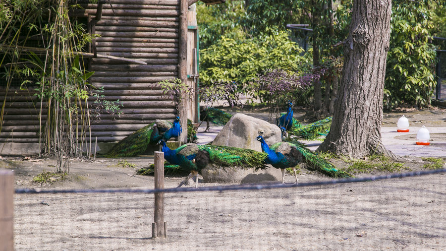 【上海西郊动物园摄影图片】上海西郊动物园风光旅游摄影_太平洋电脑网摄影部落