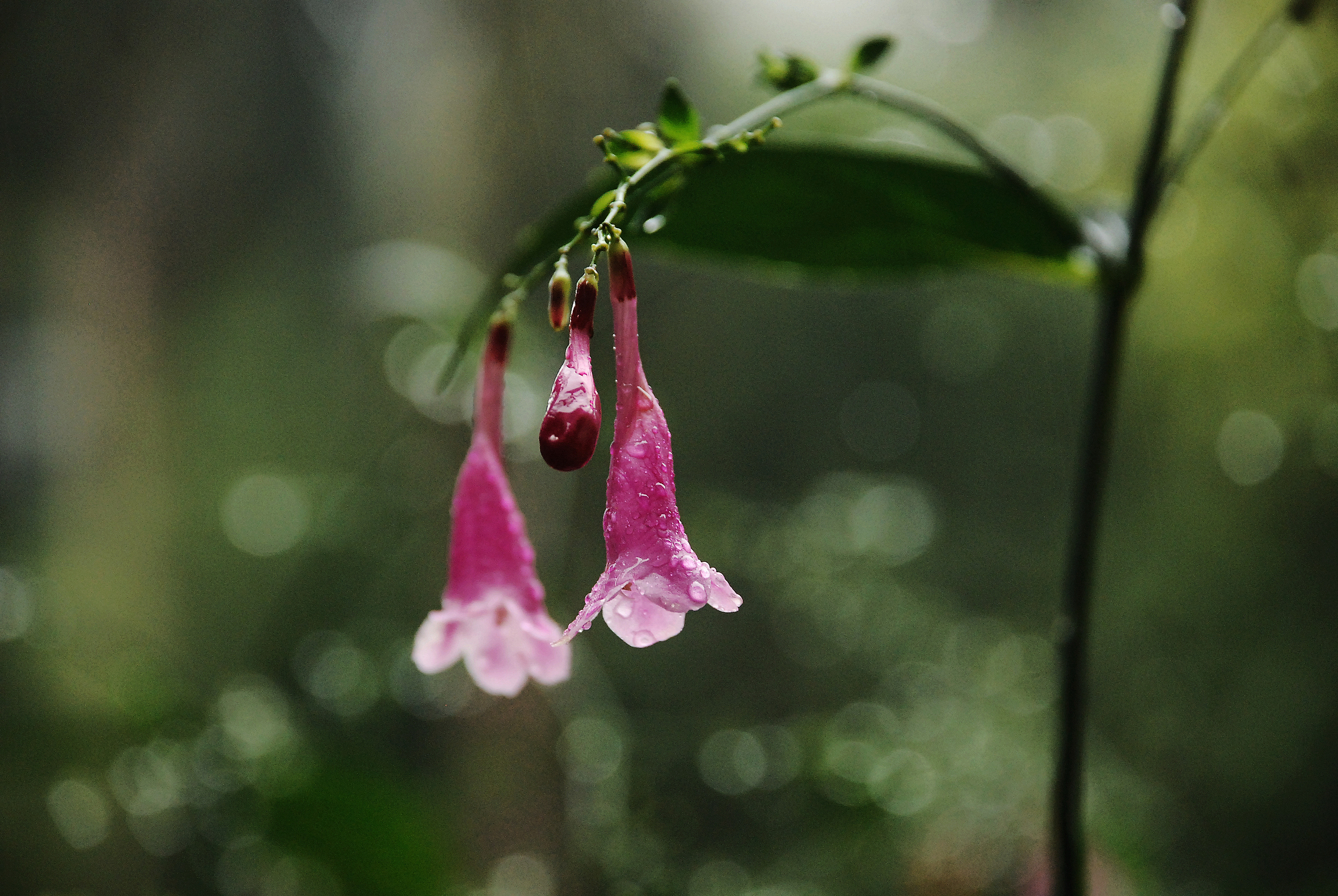雨里照花