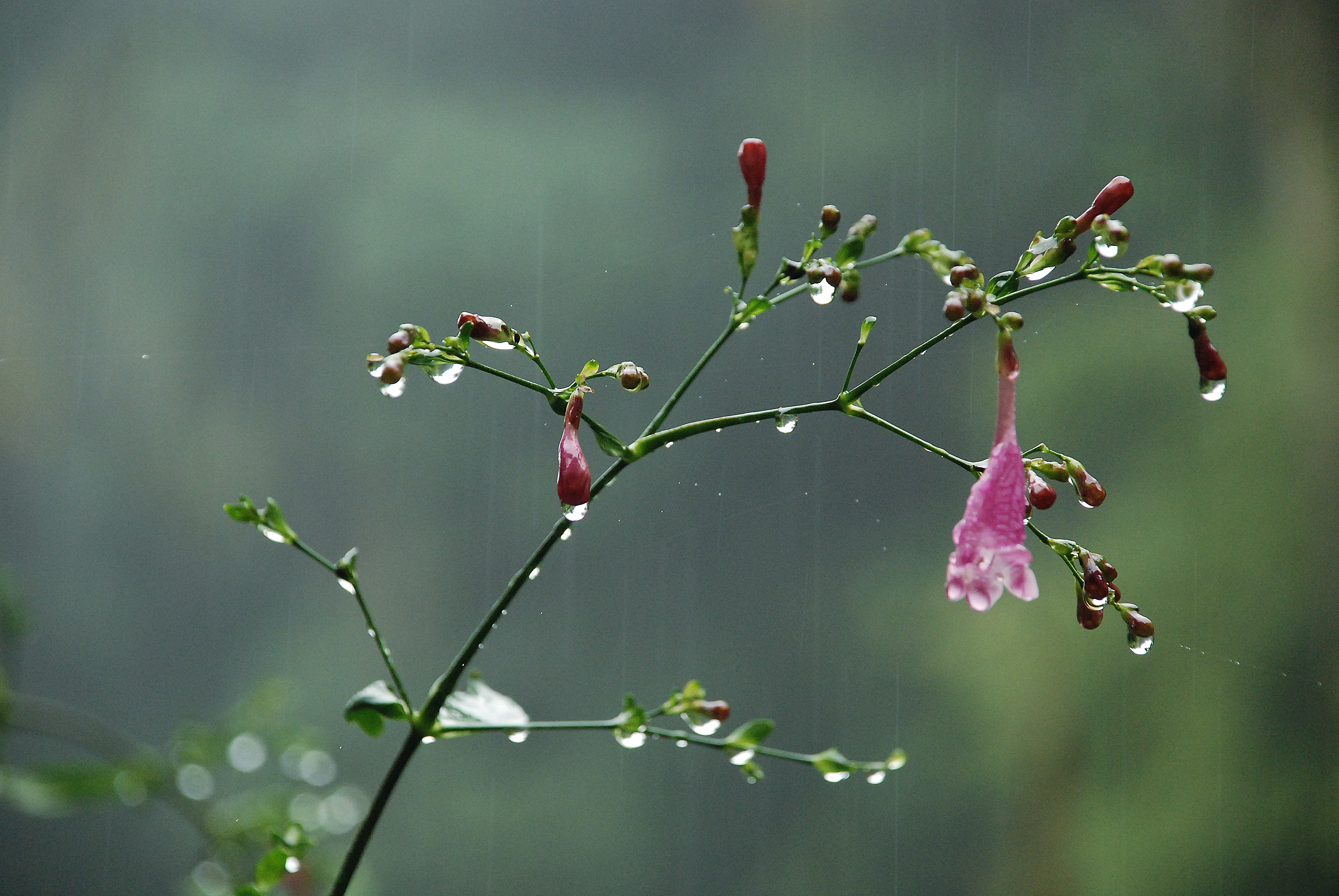 雨里照花