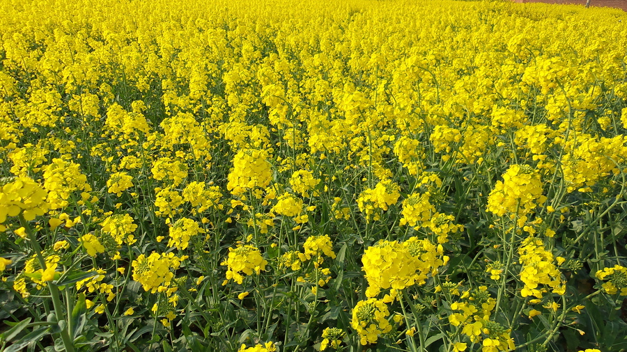 【学校的油菜花摄影图片】生活摄影_太平洋电脑网摄影