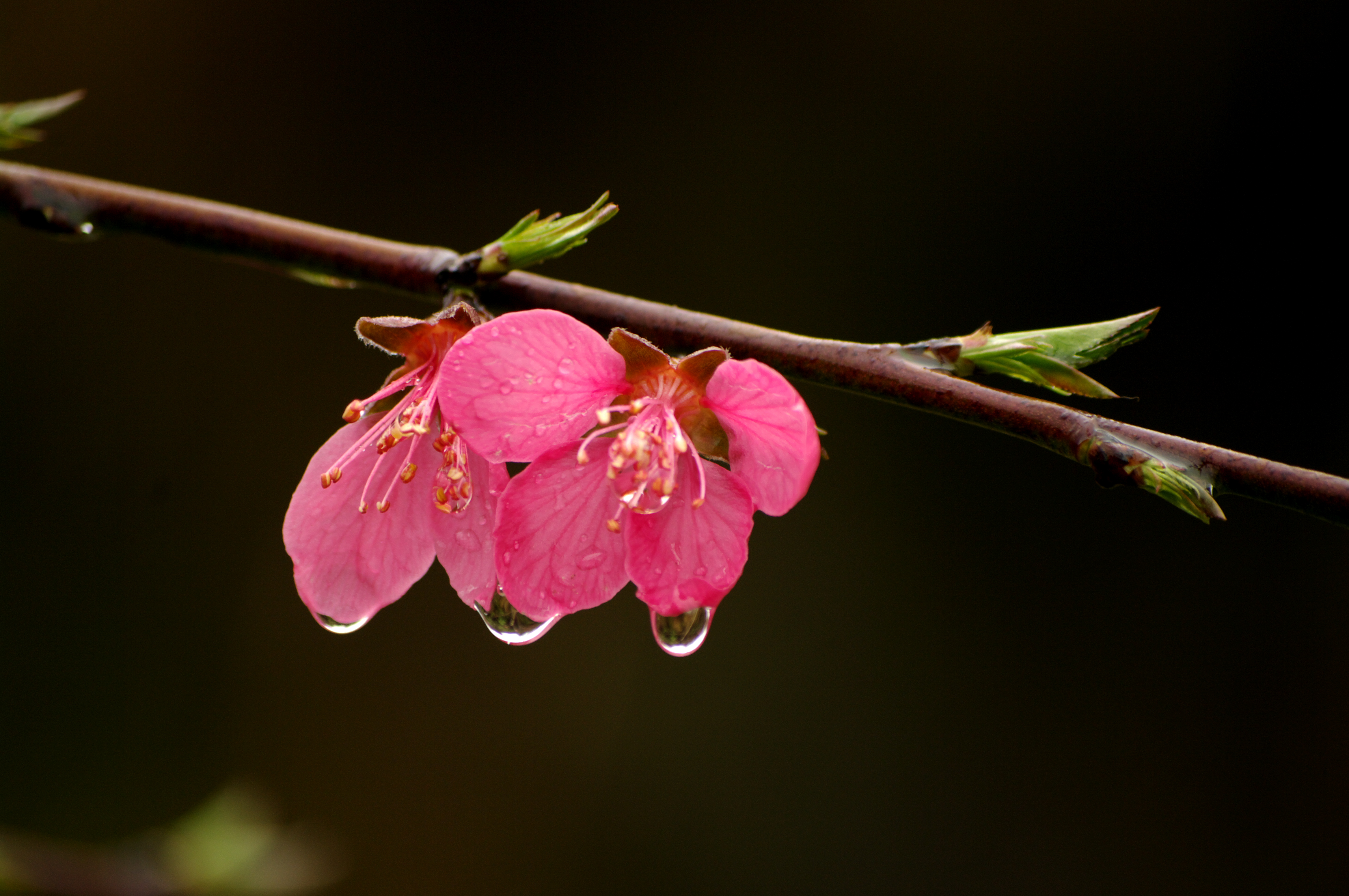 雨中桃花