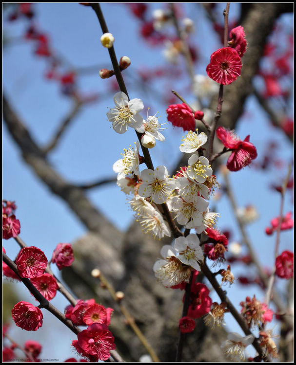 梅花