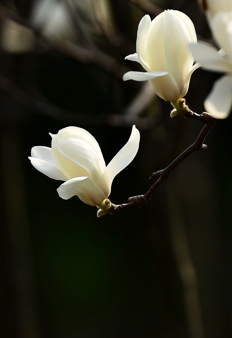 玉兰花