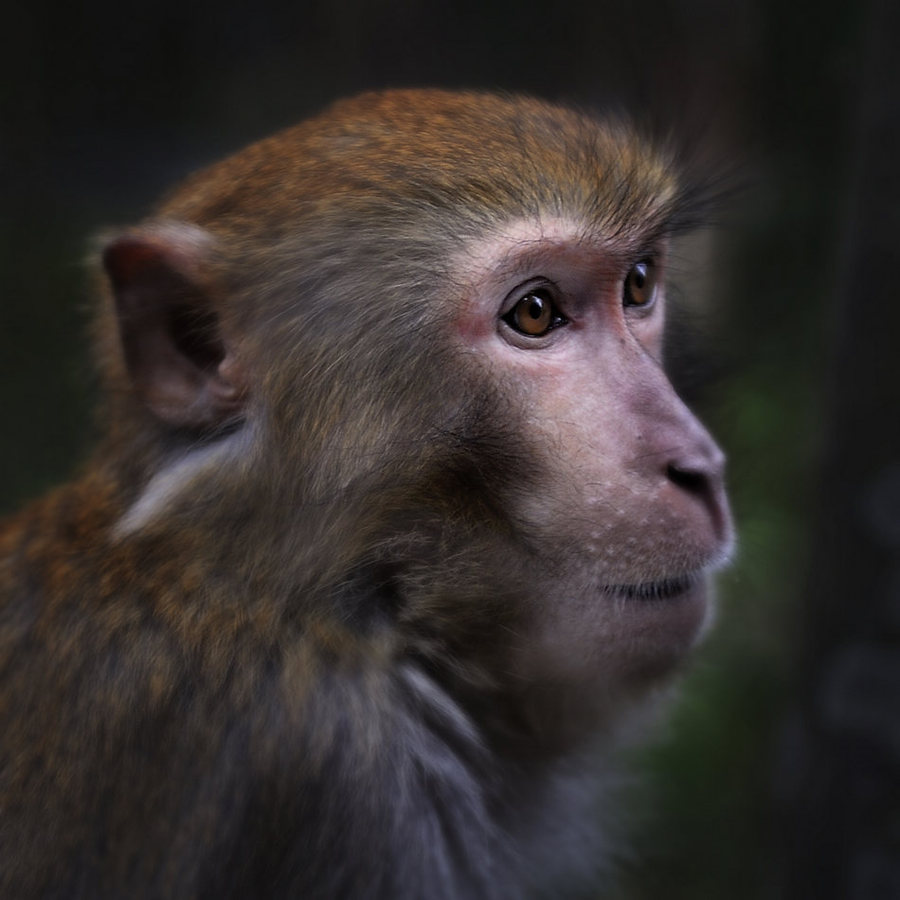 【猴子的眼神摄影图片】湖南生态摄影