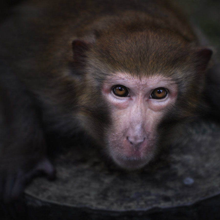 【猴子的眼神摄影图片】湖南生态摄影