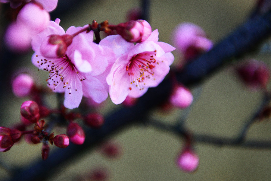 初见桃花