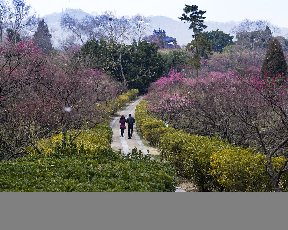 非常梅花山