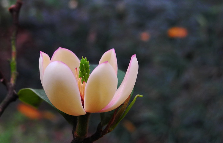 "含笑花"菜谱大全大全荤菜图片