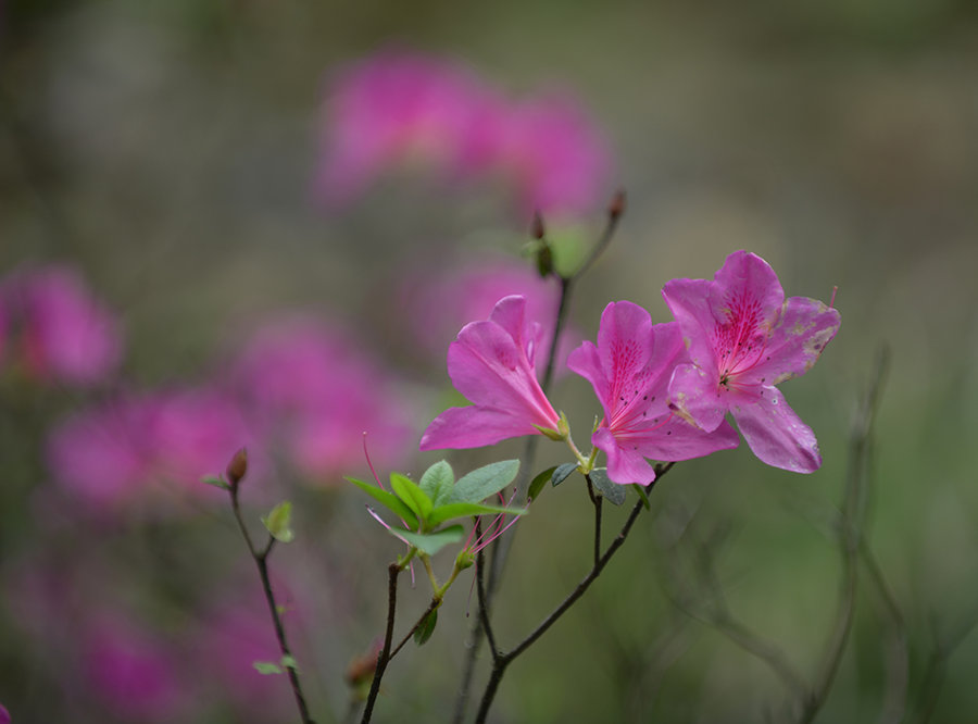 【俏也不争春,只把春来报摄影图片】广州纪实