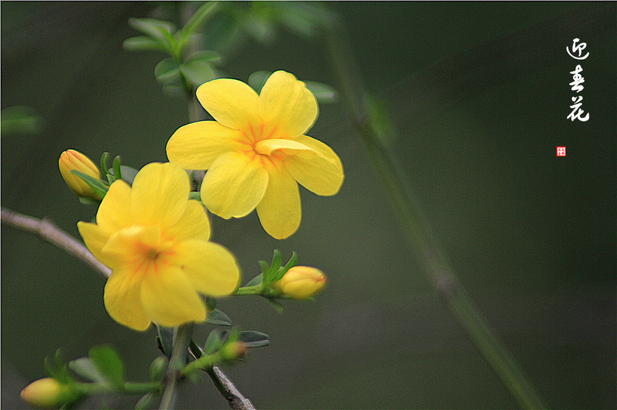 迎春花