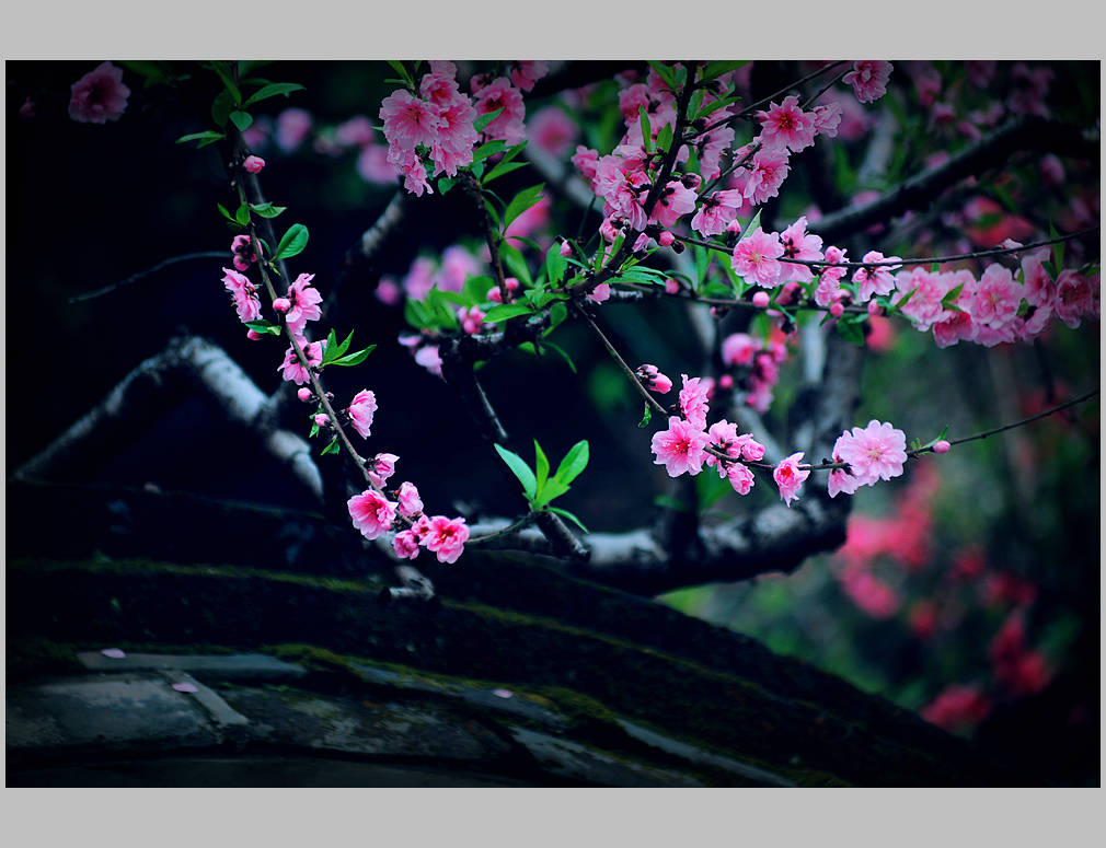 【三月桃花红】