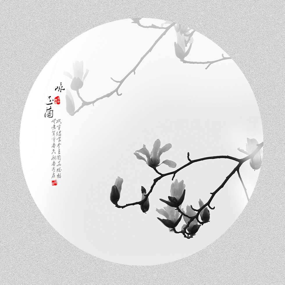 玉兰花开【2014花之系列-玉兰花】