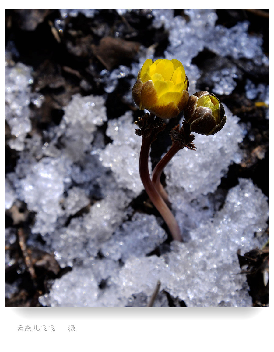 千山上的雪莲——冰凌花