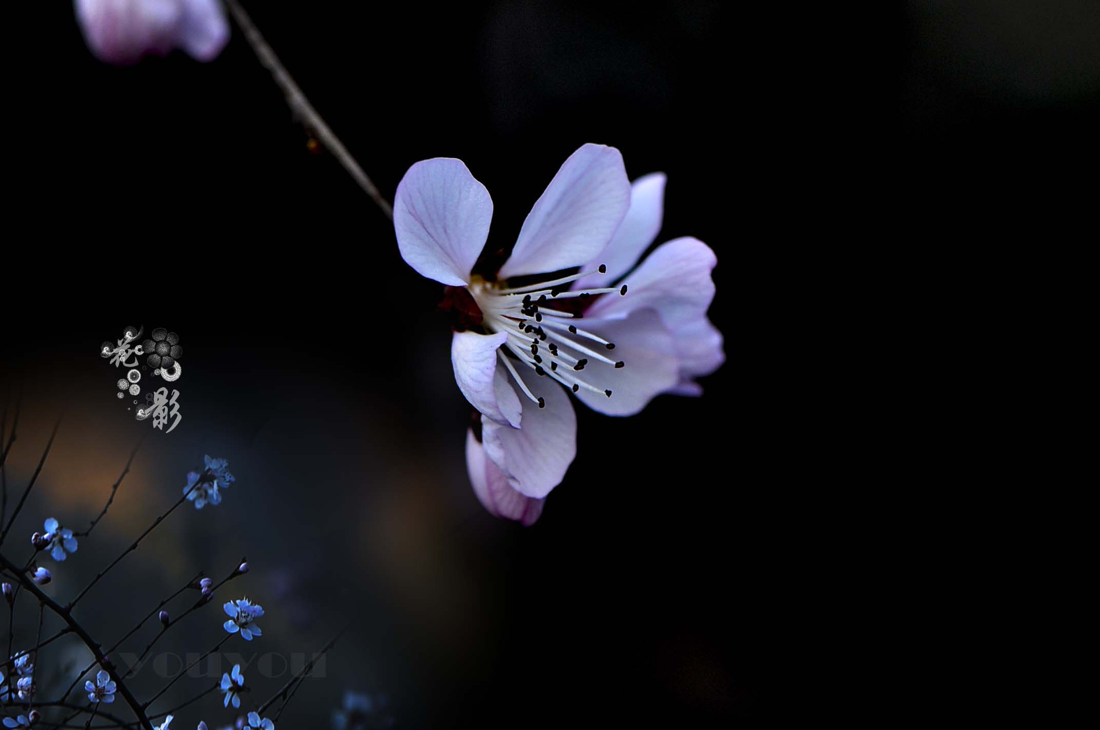 花影婆娑