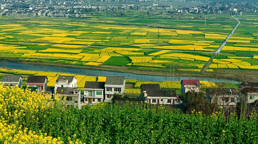 龙凤花海