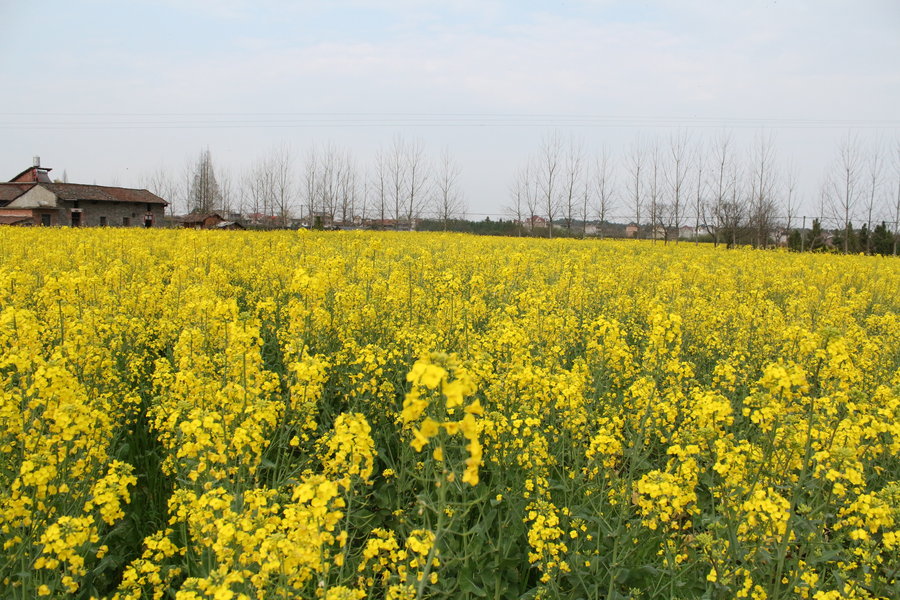 江西 抚州 秋溪 油菜花