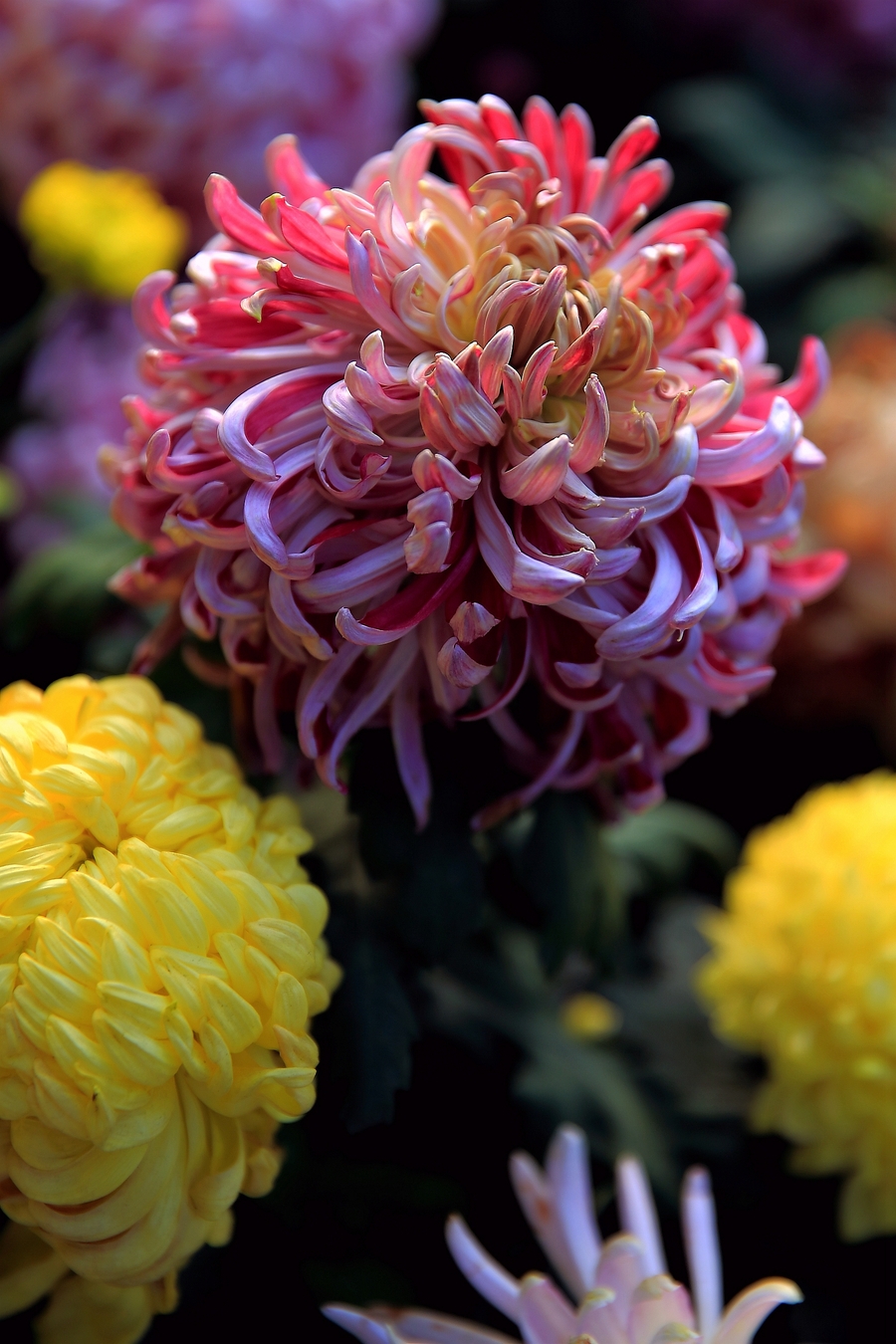 菊花