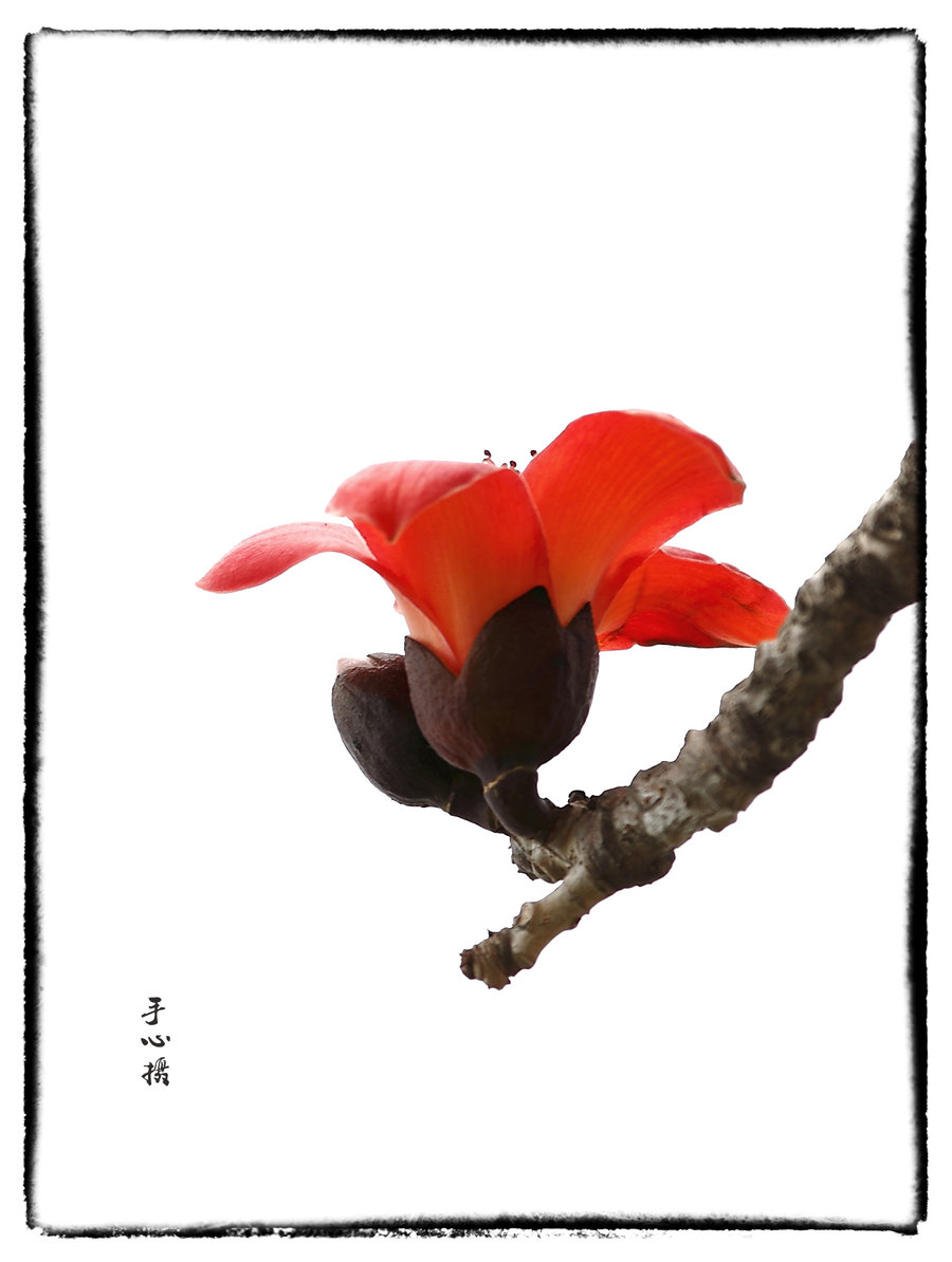【木棉花摄影图片】惠州生态摄影