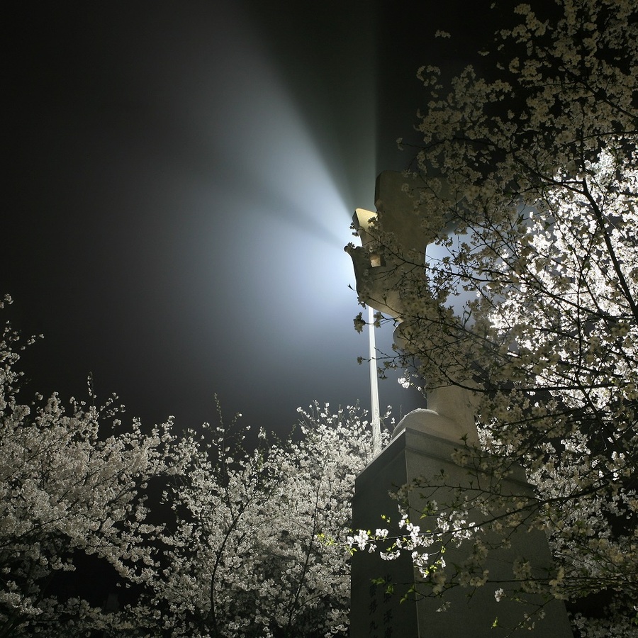 雨夜珞樱