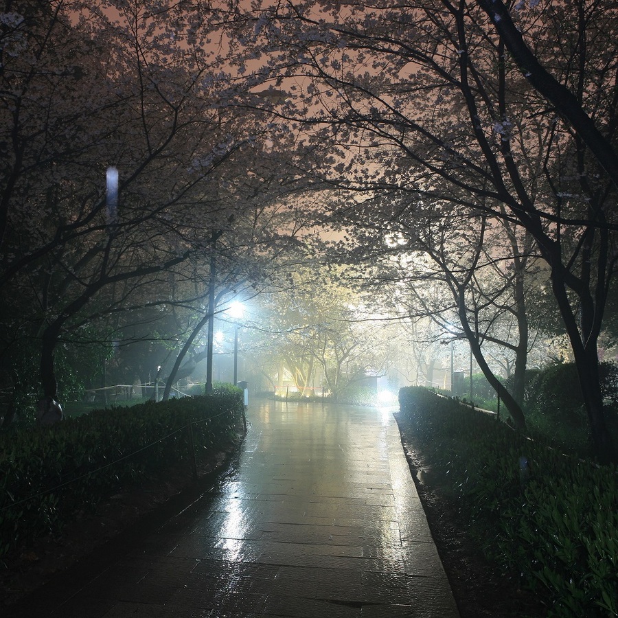 雨夜珞樱