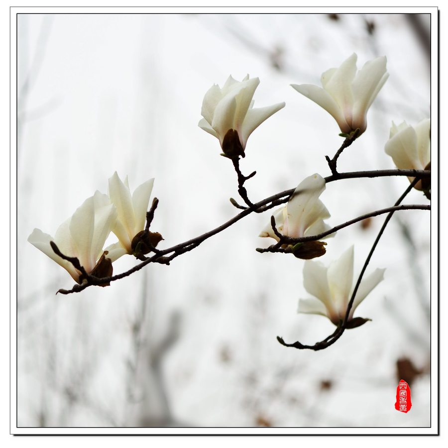 【玉兰花(2)-白玉兰摄影图片】小区内生态摄影