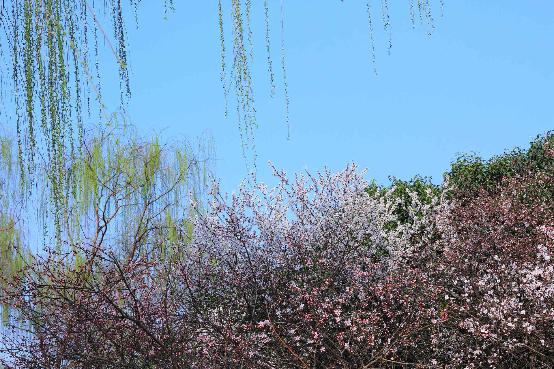 阳春三月