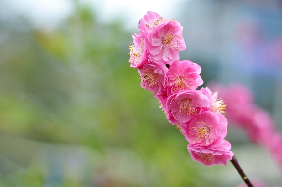 开在春日的红梅花