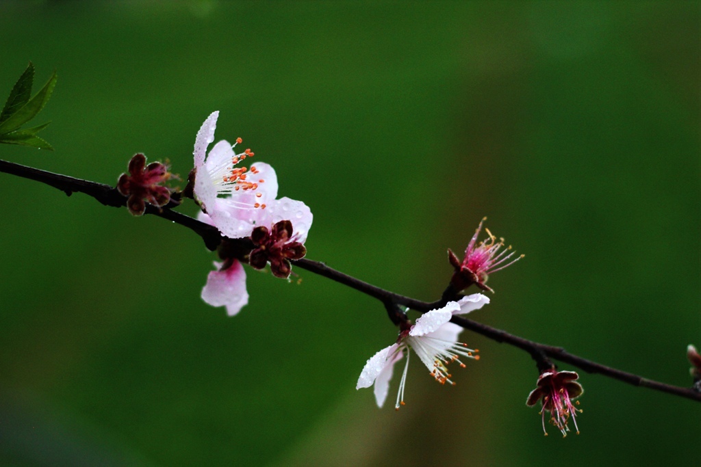 20140204 立春 桃花