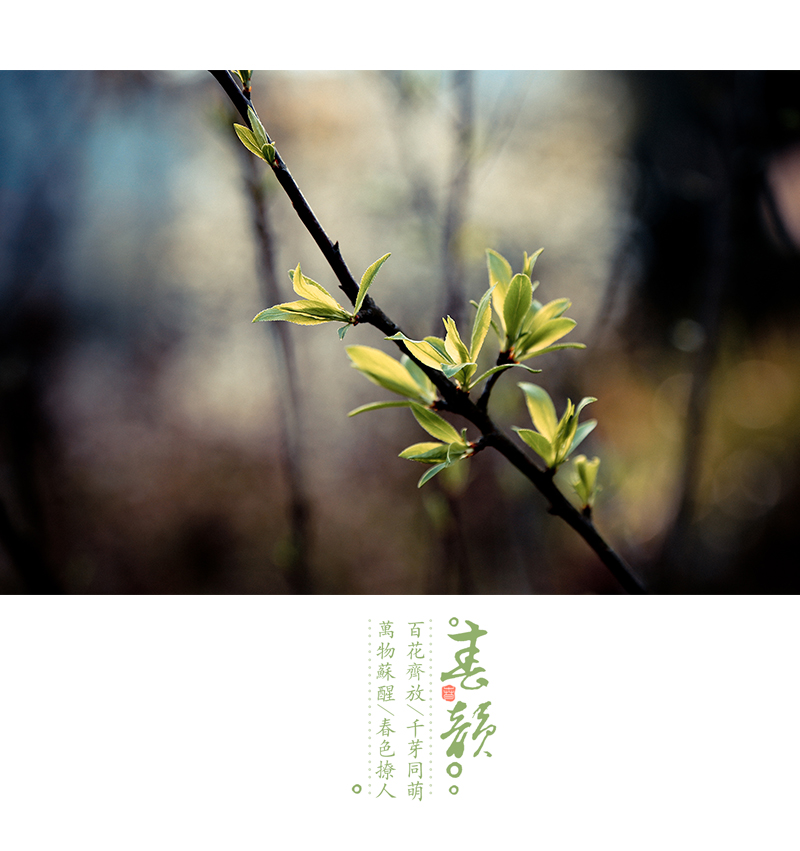 万物苏醒/春色芬芳