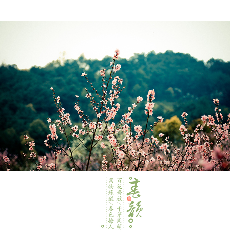 万物苏醒/春色芬芳