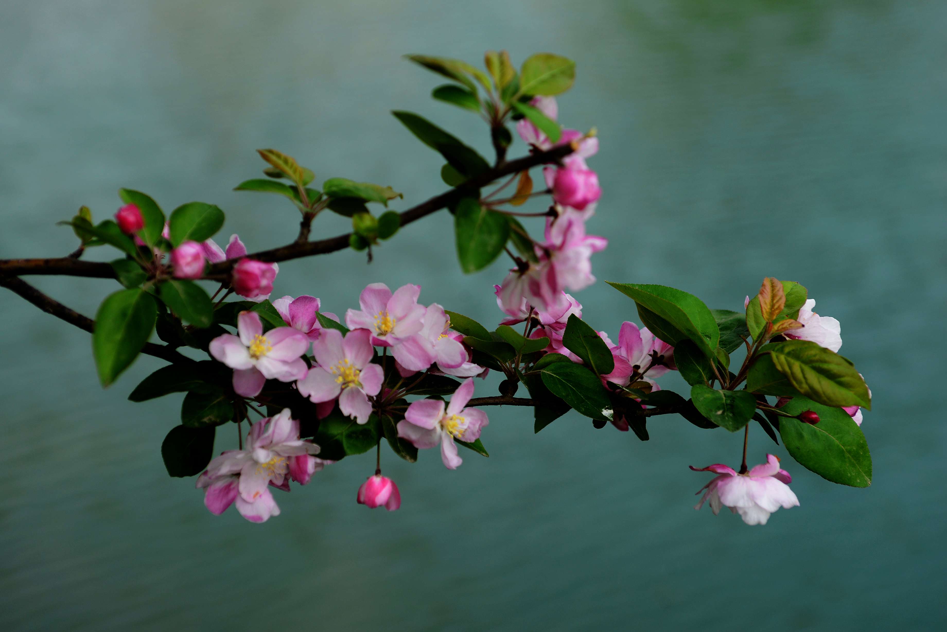 春天的花