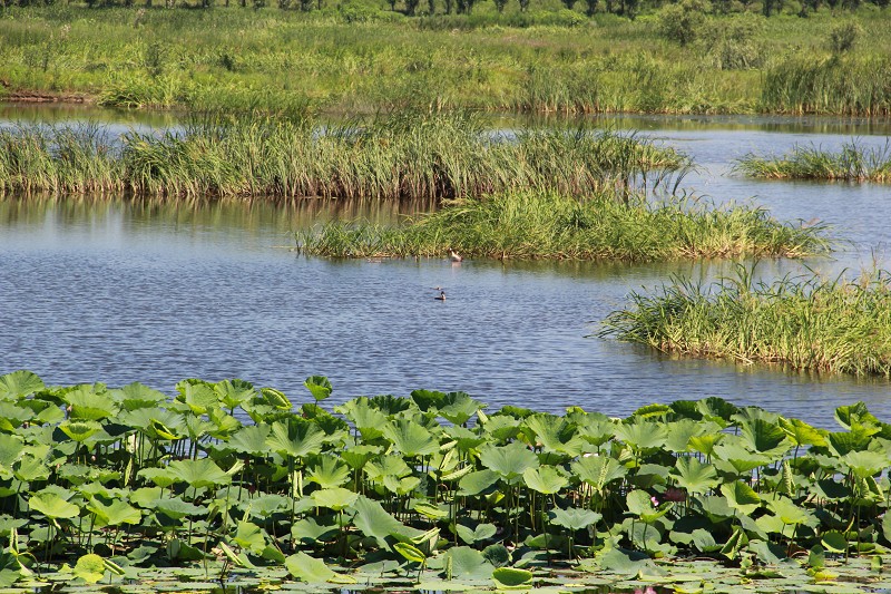 沈阳七星湿地公园