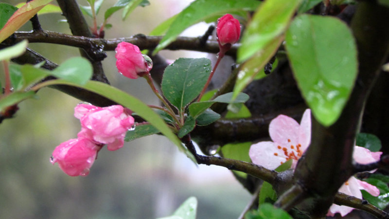 春风细雨,春花烂慢