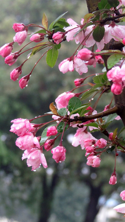 春风细雨,春花烂慢