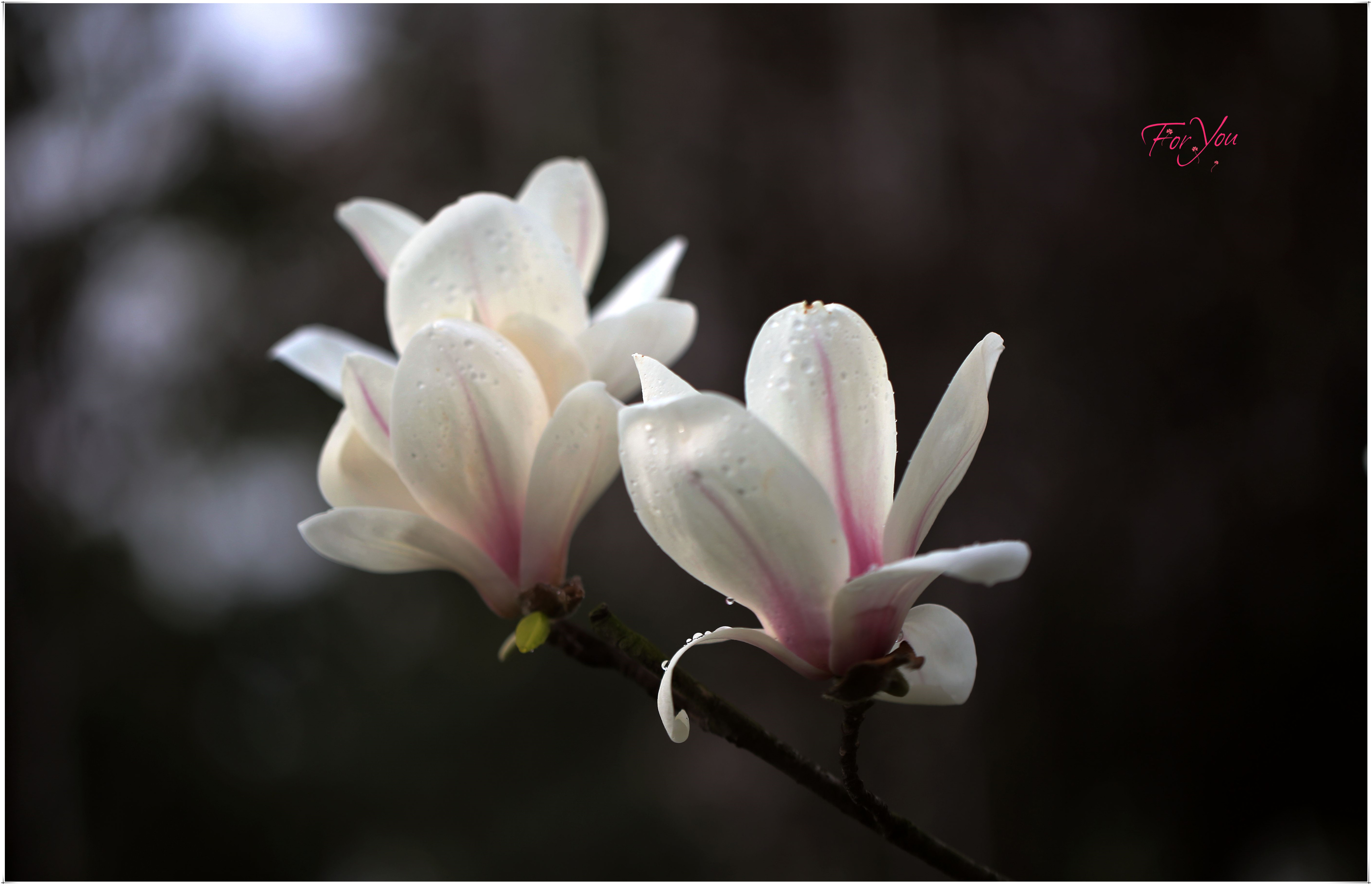 百花迎春:玉兰